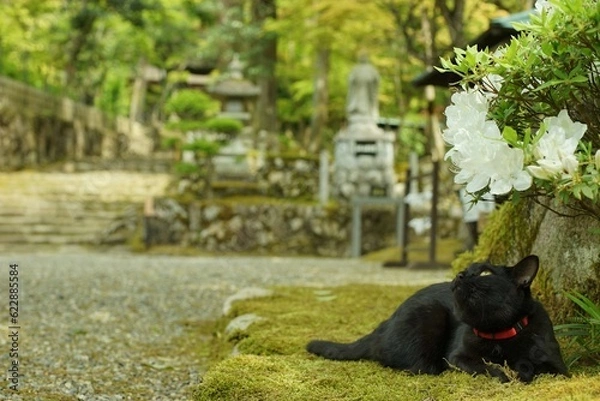 Fototapeta 新緑の西明寺でくつろぐ猫 （滋賀県犬上郡甲良町, 2022年5月）