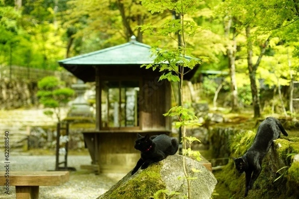 Fototapeta 新緑の西明寺でくつろぐ2匹の黒猫 （滋賀県犬上郡甲良町, 2022年5月）