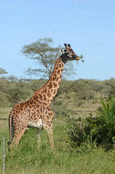 Fototapeta girafe mangeant