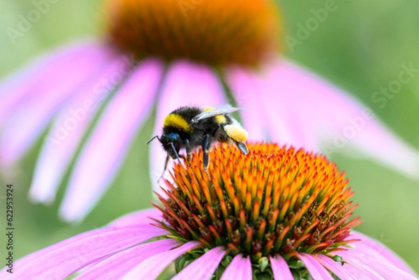 Fototapeta Bumblebee sitting on a purple coneflower, with another coneflower in a blurred background.