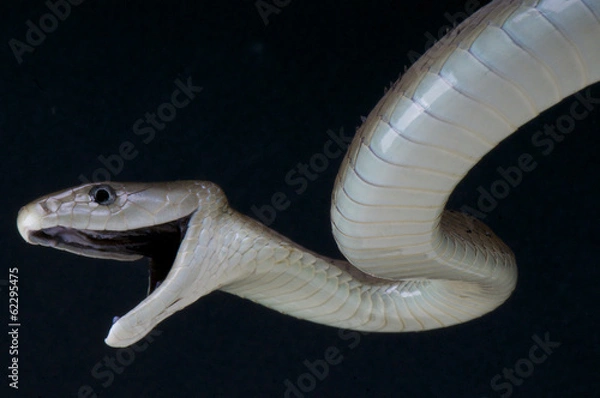 Obraz Atakująca mamba czarna / Dendroaspis polylepis