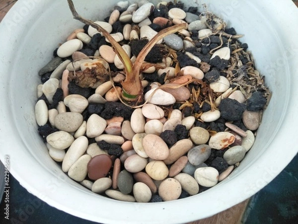 Fototapeta Close-up photo of ornamental stones in a pot