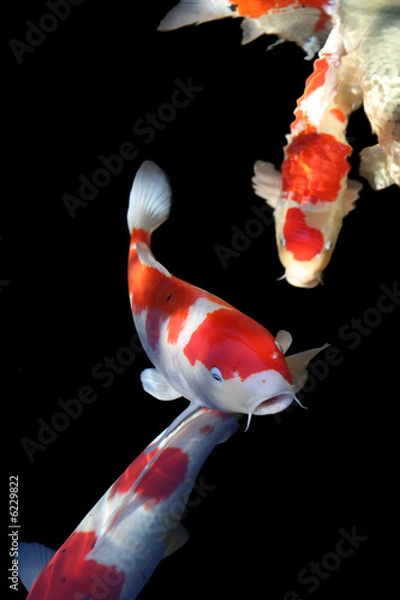 Fototapeta Koi carp