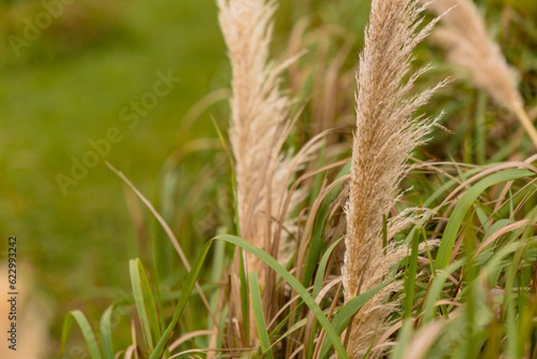 Fototapeta wheat and grass in the wind during autumn, harvest season