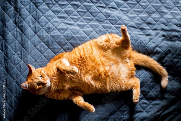 Fototapeta Adorable ginger kitten purebred straight lying on its back, top view, on a black background. Flat Lay fat cat well-eat and relax on bed at home.