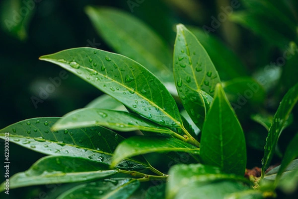 Fototapeta rain drops on leaf