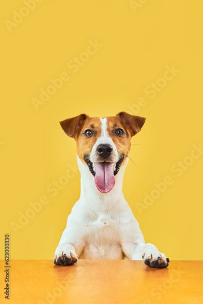 Fototapeta Portraite of Happy surprised dog. Top of head of Jack Russell Terrier with paws up peeking over blank golden table Smiling with tongue. Card template or Banner with copy space on yellow background.