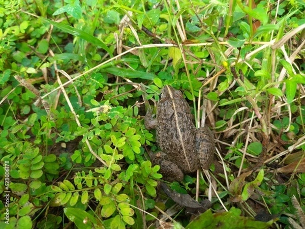 Fototapeta Frogs sitting on  green grass. Close up view of a Frog Resting in field. 
Frog in rainy season.

