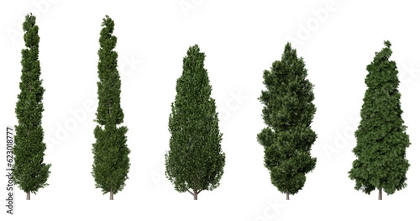 Obraz Cypress trees on a transparent background