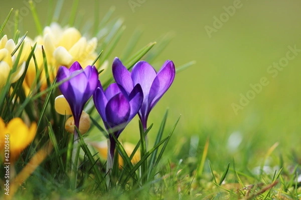 Fototapeta krokus