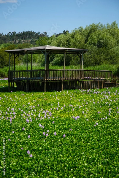 Obraz Pateira espinhel