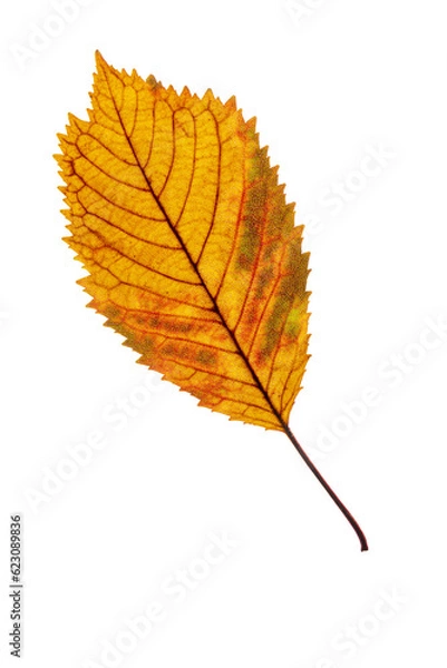 Fototapeta a bright elm autumn leaf isolated on transparent background PNG file