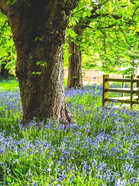 Obraz spring in the park