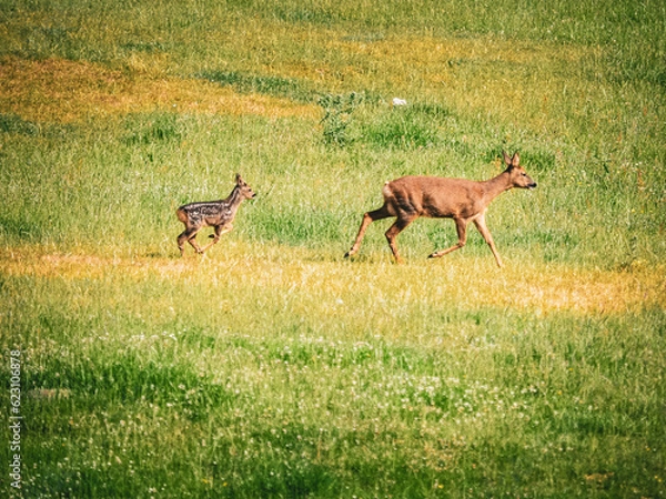 Obraz roe deer in the grass