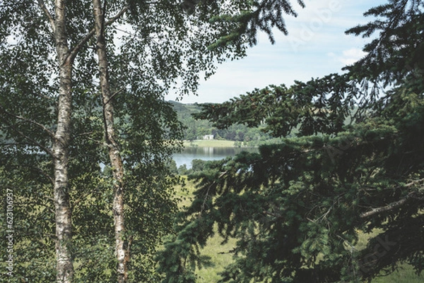 Obraz trees in the forest