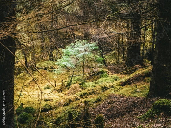 Obraz tree in the forest