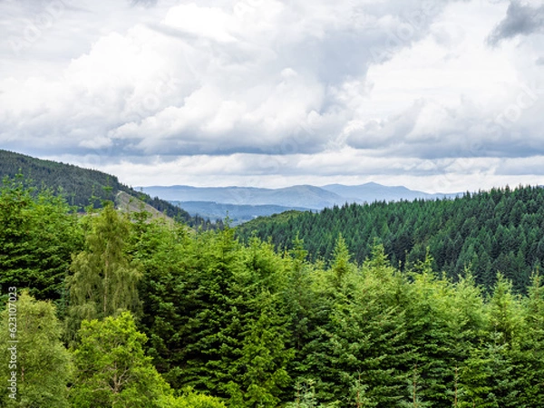 Obraz forest in the mountains