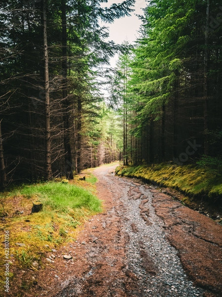 Obraz path in the woods