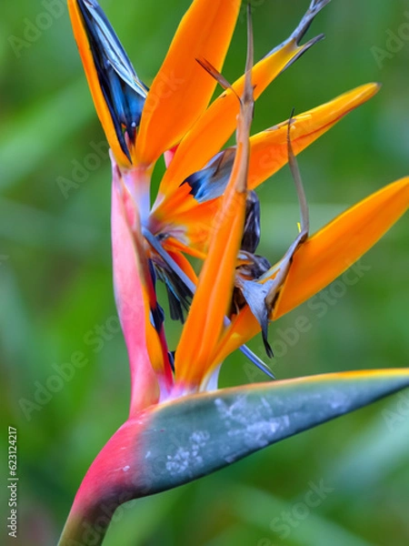 Fototapeta Bird of Paradise (Strelitzia reginae)