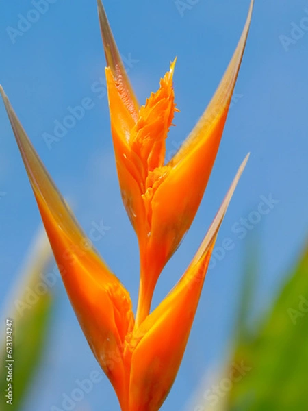 Fototapeta Bird of Paradise (Strelitzia reginae)
