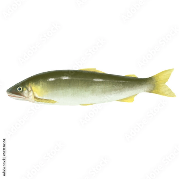 Fototapeta 鮎のイラスト