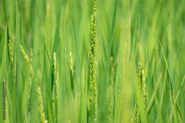 Fototapeta 夏に花咲く稲