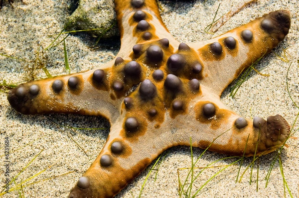 Obraz Starfish
