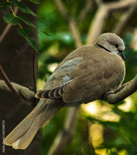 Obraz bird on a tree