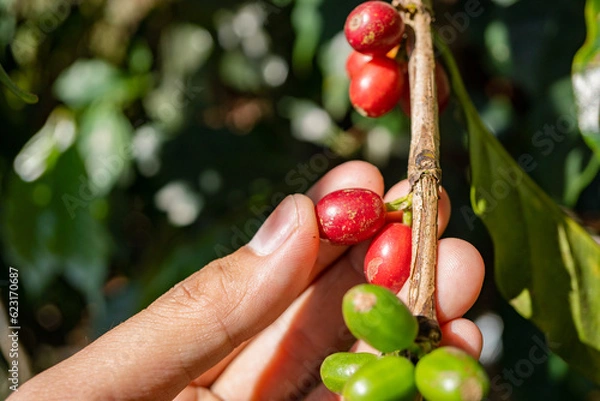 Obraz Hand hold and showing the raw coffee beans when harvest season. The photo is suitable to use for coffee shop poster, background and content media.