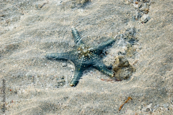 Obraz Starfish II