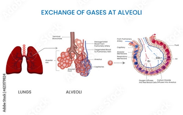 Fototapeta Gas exchange in alveoli, Oxygen enters bloodstream, carbon dioxide is removed. Crucial for sustaining life through efficient respiration