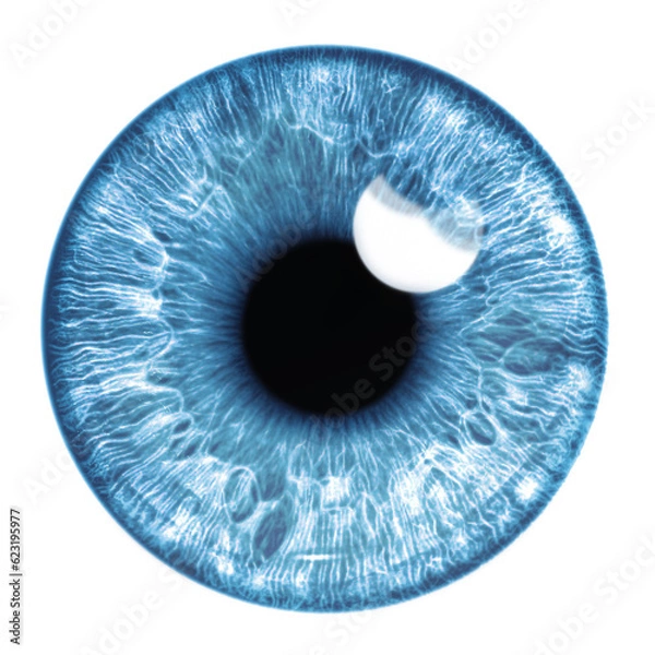 Fototapeta Blue eye iris - human eye