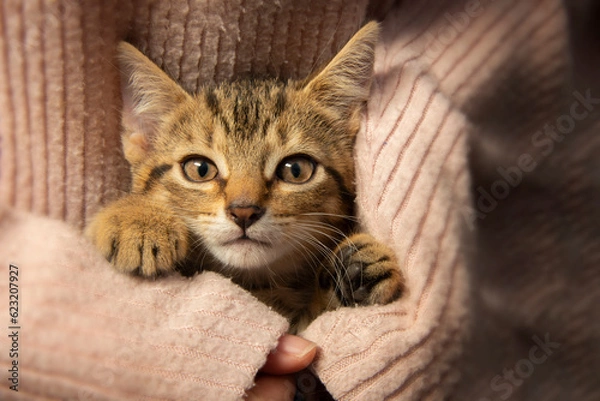 Fototapeta cute little kitten close up