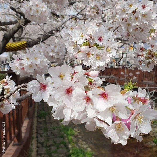 Fototapeta 한국의 봄 벚꽃 풍경