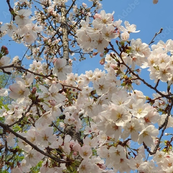 Fototapeta 한국의 봄 벚꽃 풍경