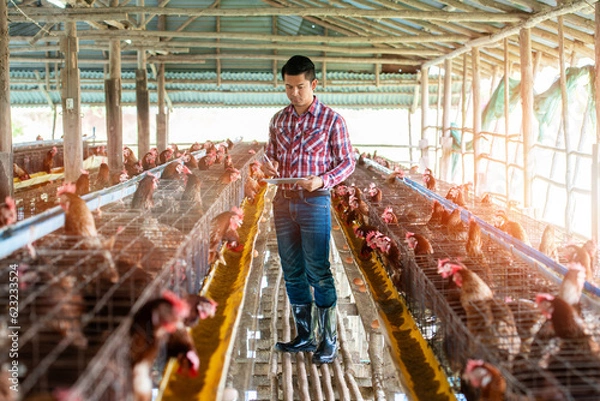 Fototapeta A farmer man collecting intel of eegs and chickens on his tablet in front of chickens in the cage in the farm with rustic background with light and flare