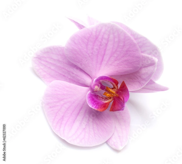 Obraz magenta orchid