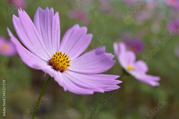 Fototapeta コスモス