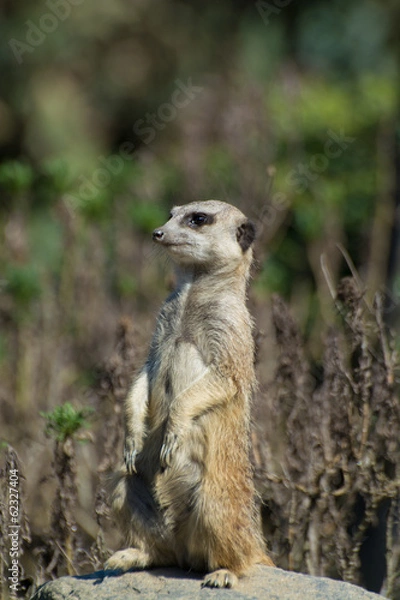 Obraz ミーアキャット