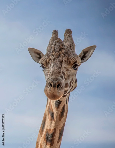 Obraz giraffe 