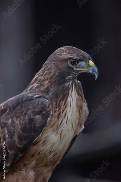Obraz red tailed hawk