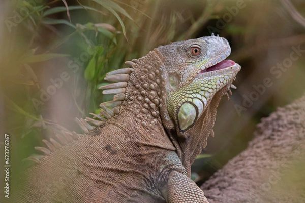Obraz iguana on a tree