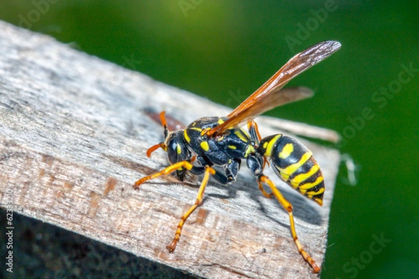 Fototapeta wasp resting
