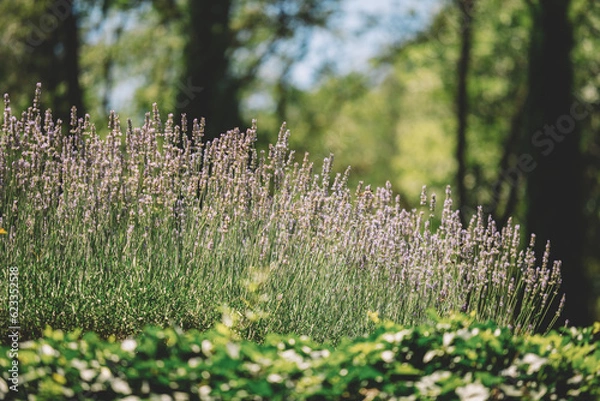 Obraz Lavender flower in spring