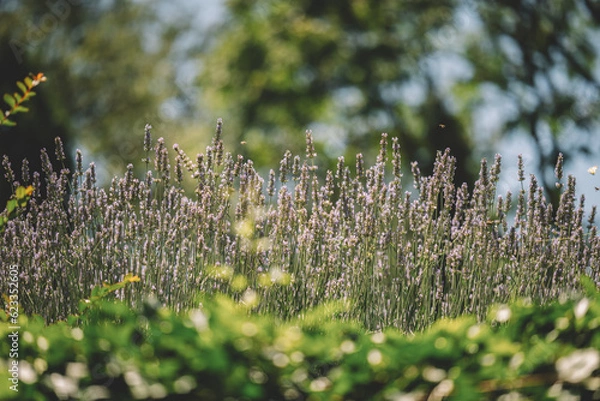 Obraz Lavender flower in summer