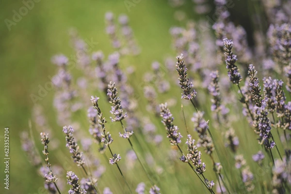 Obraz Lavender in the field