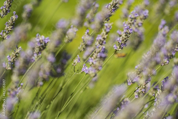 Obraz Lavender flowers in spring