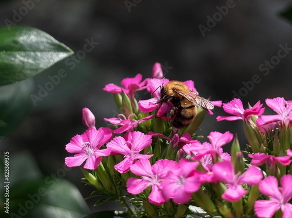 Obraz 花の蜜を吸う蜜蜂
