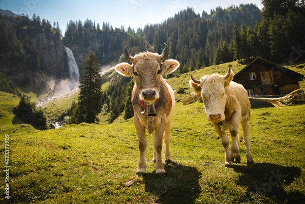 Fototapeta portrait of a swiss cow on a alpine meadow in front of a waterfall