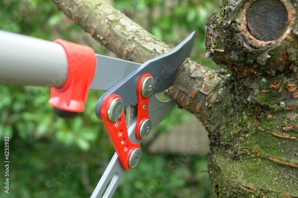 Fototapeta pruning
